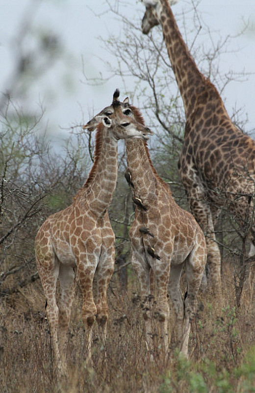cute little giraffes
