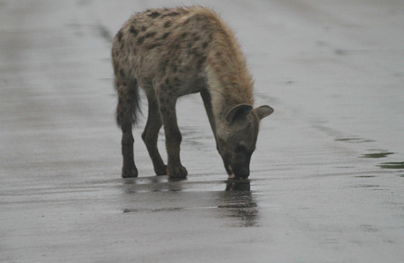 young hyena in love with our car