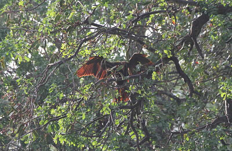 African darter in tree