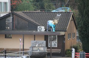 cow on roof?