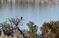 Beautiful Lake Abiquiu  and Bald Eagle Count