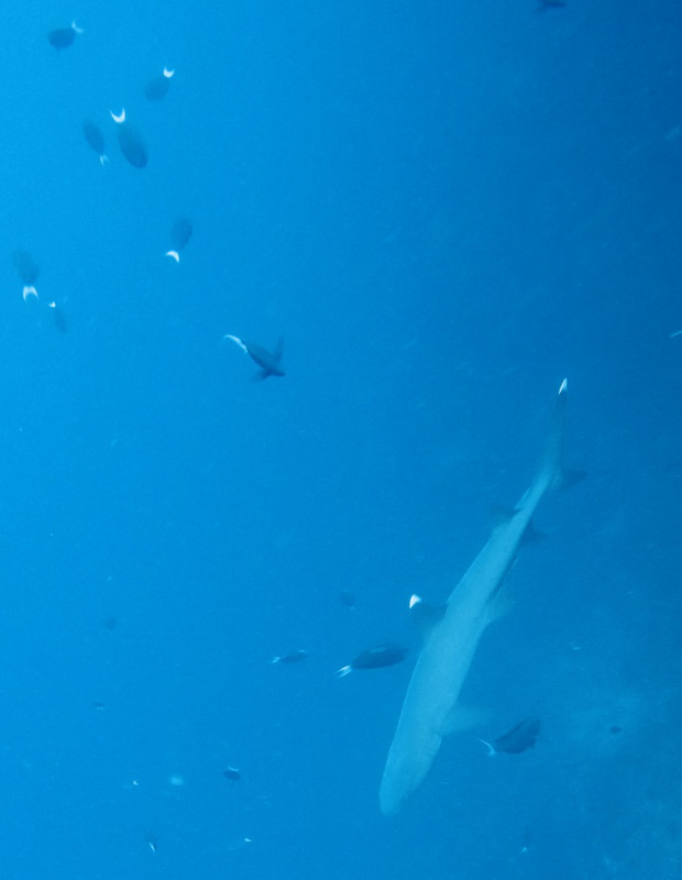 Awesome Shark Sighting