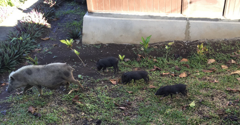Piglets Passing By