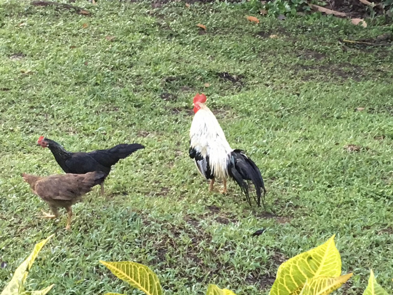 Rooster and Company