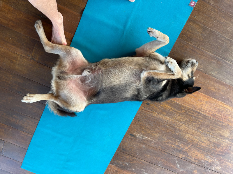Thang breaks yoga protocol and takes over my mat