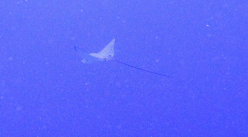 Spotted Eagle Ray