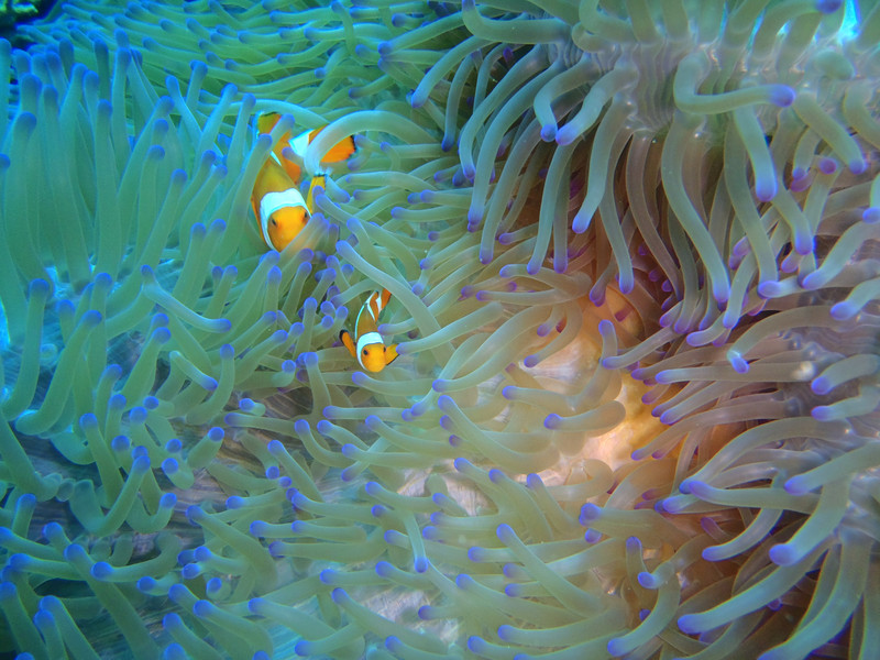  Nemo & Sea Anemone