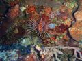 Night Dive / Hingebeak Shrimp
