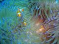  Nemo & Sea Anemone