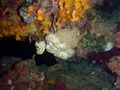 Night Dive / Sponge Crab