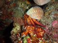 Night Dive / Hermit Crab
