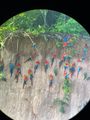 Macaws Feeding on the Clay Banks, Amazon