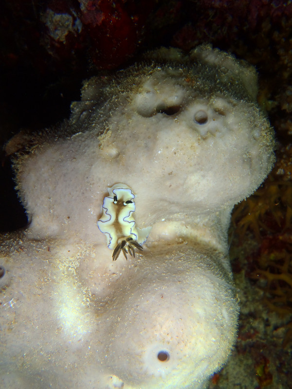 Nudibranch on a Large Decorator Crab