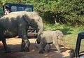 Mama and Baby Elephant Crossing