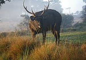 Samul Deer
