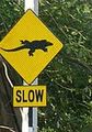 Slow - Lizard Crossing