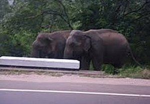 Roadside elephants