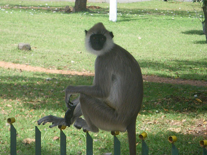 Monkey on a Fence
