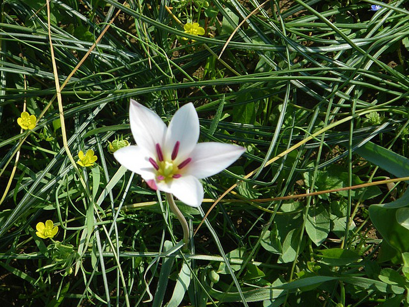 The Saffron Flower