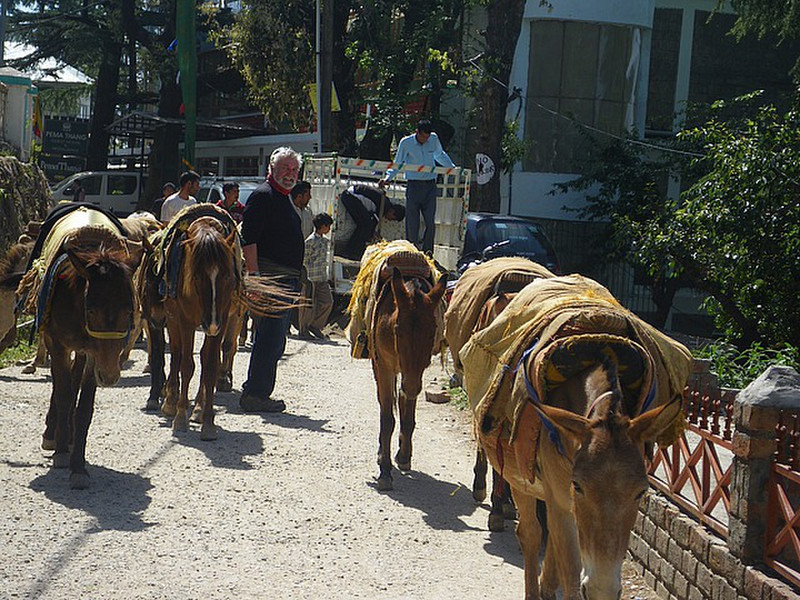 Stan Walking with the Ponies