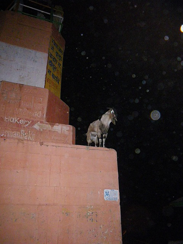 Goat Hanging out as Goats Like to Do