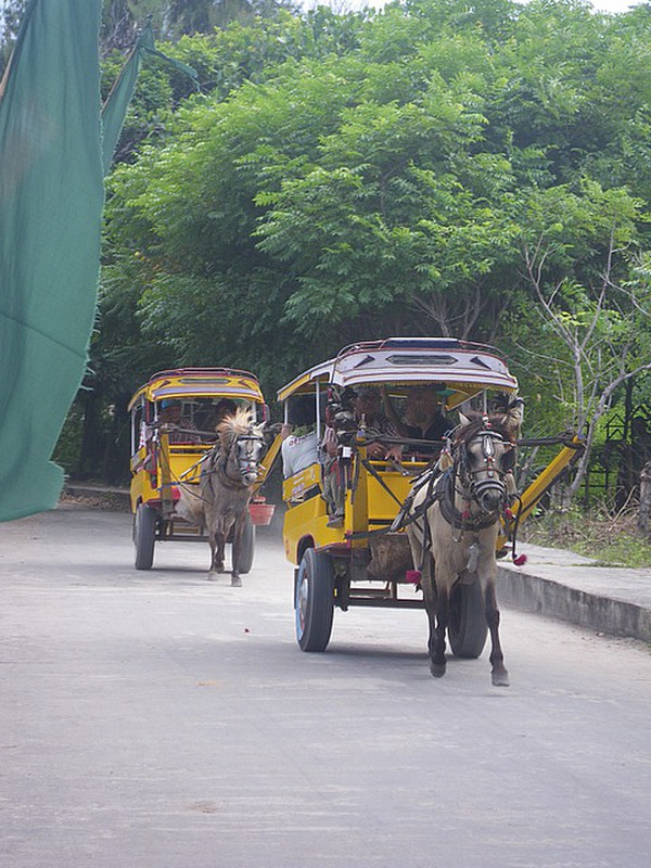 Pony Transport on Gili Trawangan