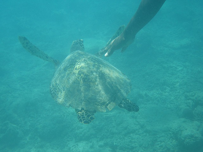 Swimming with Turtles on My Birthday