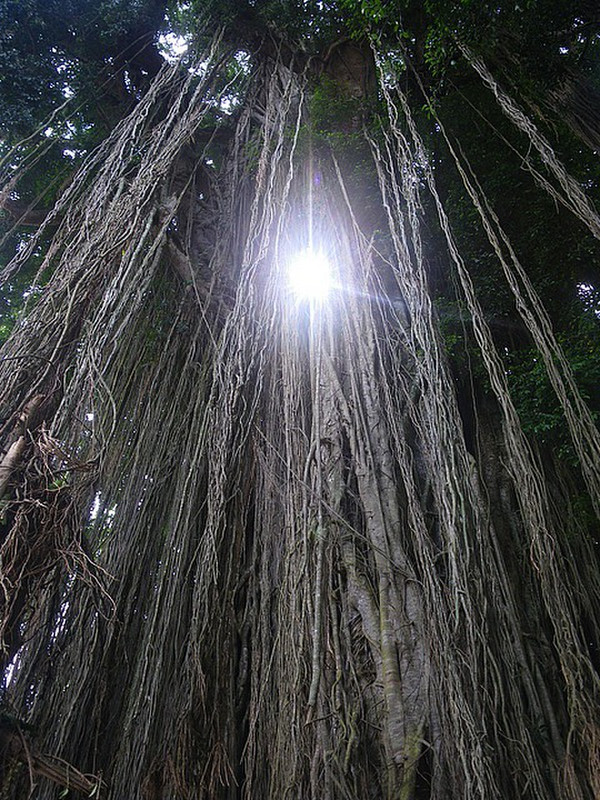 500 Year Old Banyen Tree