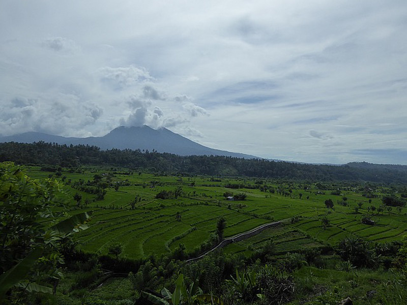 Volcanoes and Rice Fields