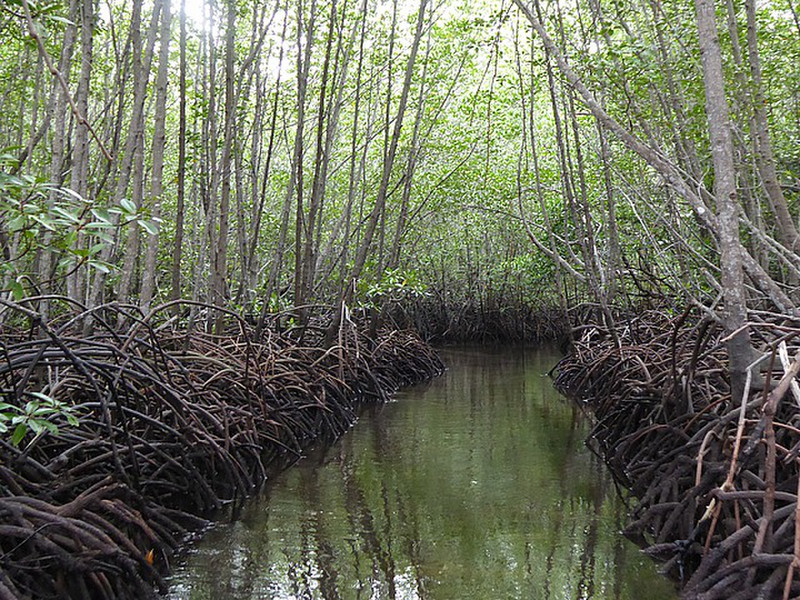Mangrove Forest at Low Tide