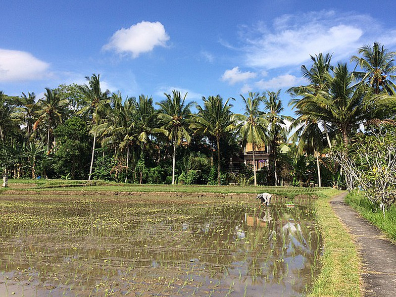 Conference Hall in the Rice Paddies