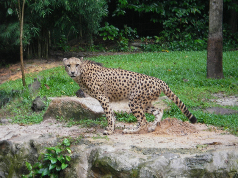 Posing Cheetah