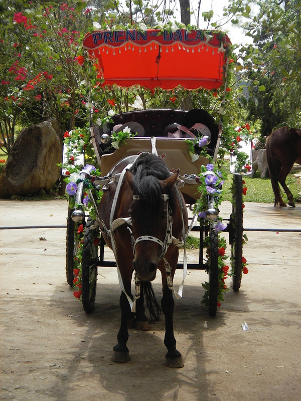 Honeymooners Chariot in DaLat, Vietnam