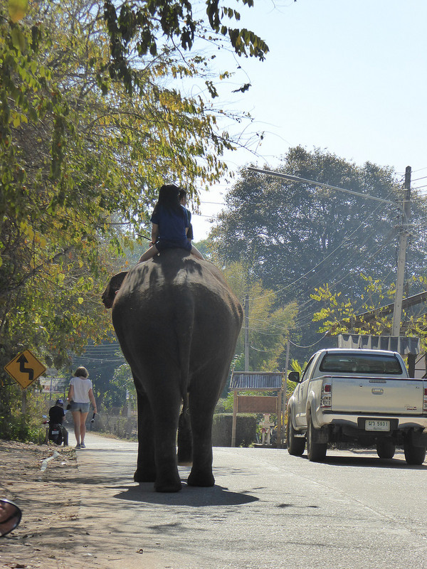 Roadside Elephant