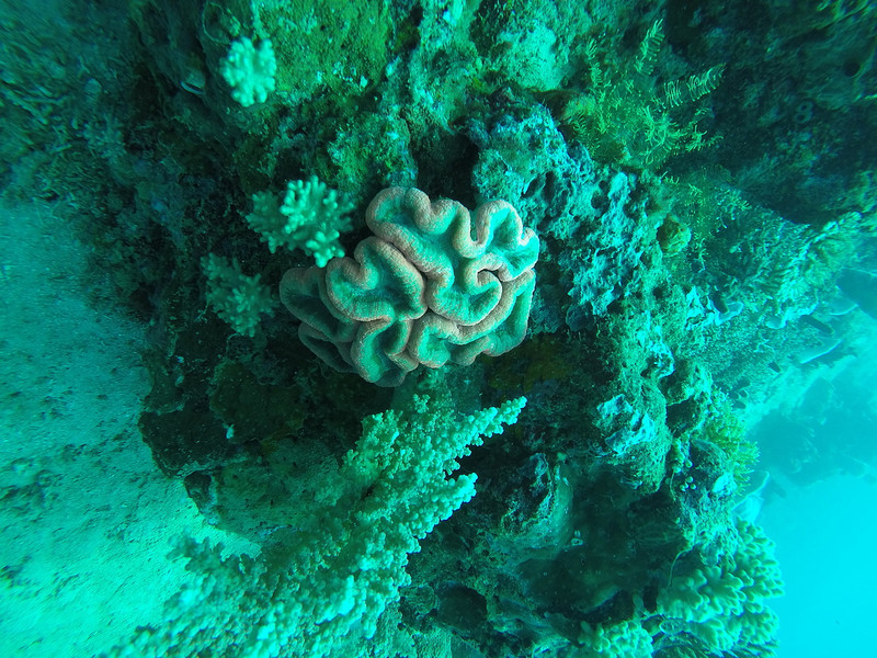More Coral Beauty