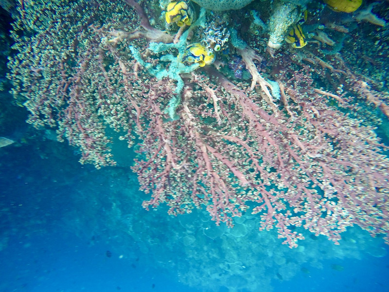 Beautiful Coral Arrangement