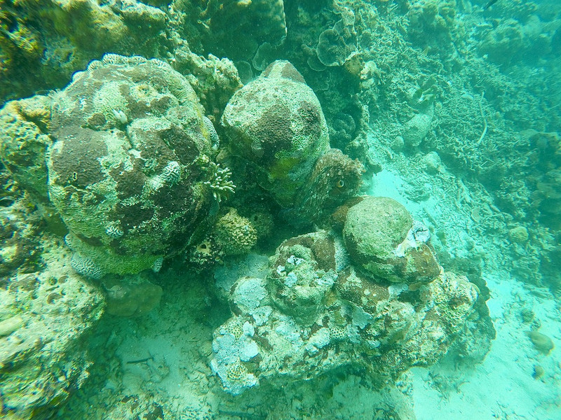 Can you Spot the Octopus?