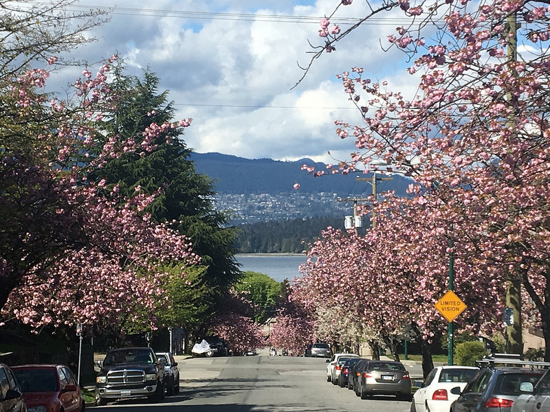 Cherry Blossom Beauty: Springtime in Vancouver