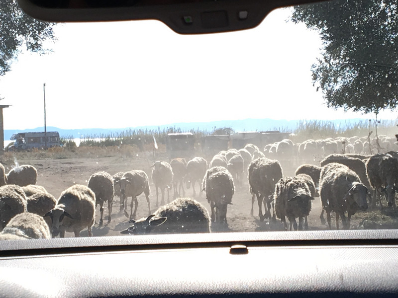 Driving through a flock of sheep