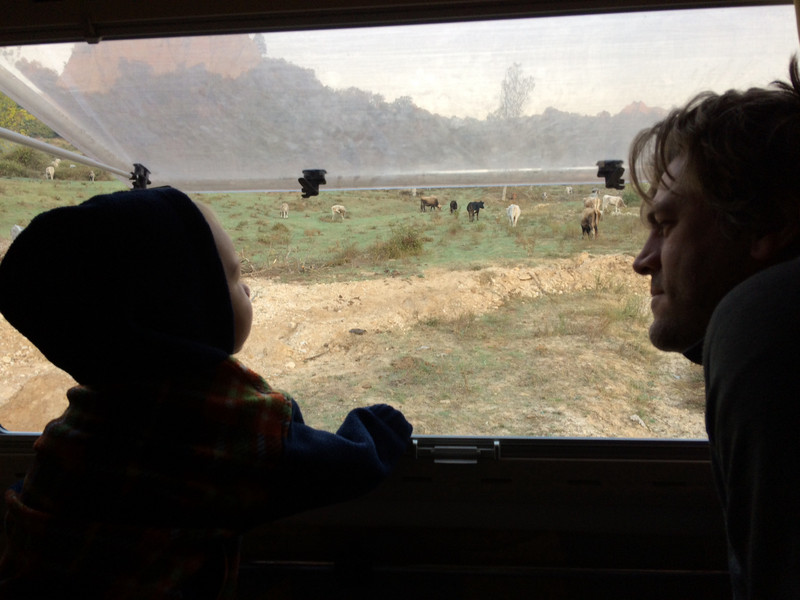 Watching the cows with daddy