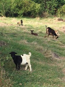 More goats