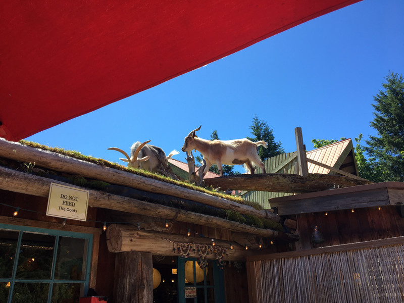 More goats on the roof!