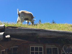 A goat on the roof!!