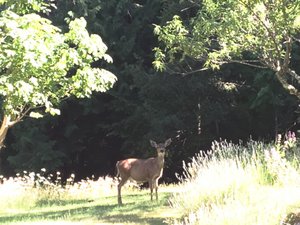 A deer outside our place