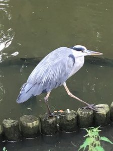 Grey egret