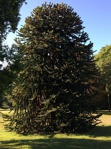 Tree in La Perle-du-Lac Park