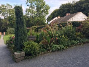 Ulster museum - Folk village.  Original heirloom plants