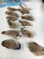 Fresh oyster in Sosua beach