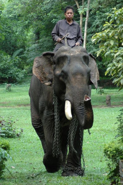 A Mahout And His Ride