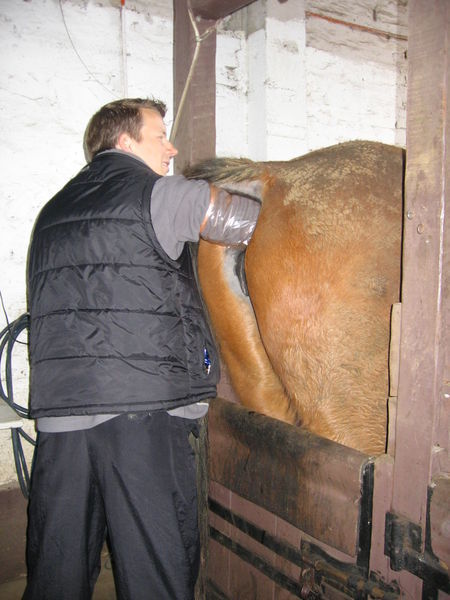 Rob palpating a mare